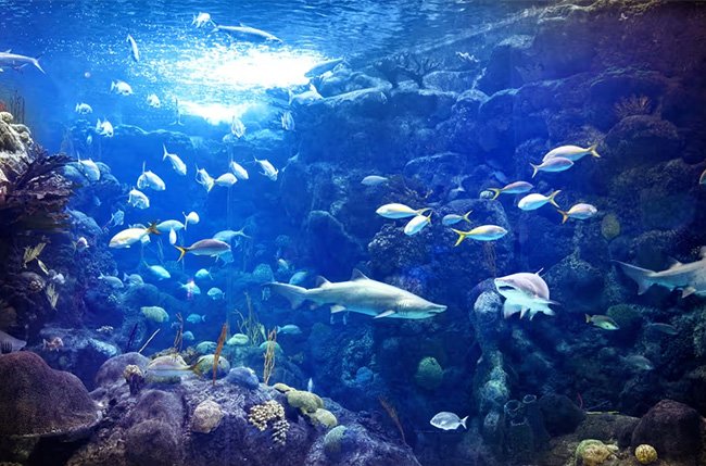 The Florida Aquarium